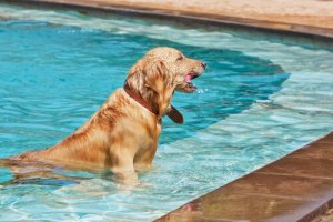 Por quanto tempo o seu cão pode ficar na piscina?