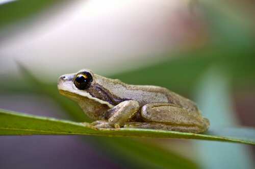 Rã arbórea da tasmânia