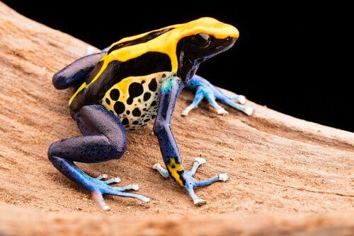 Dendrobates tinctorius, rã dardo venenoso