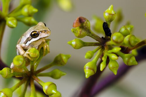 Rã marrom arbórea da Tasmânia