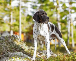 Raças de cães apontadores