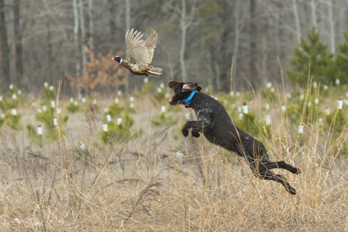 cão caçando ave