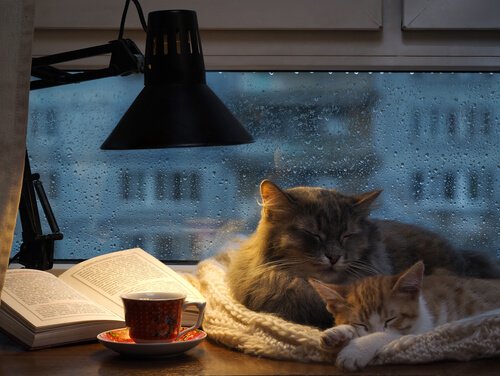 Gatos protegidos da chuva