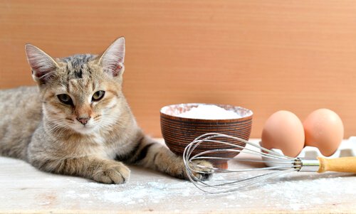 Gato com vasilha de trigo, ovos e fouet