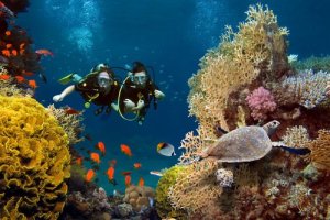 Dicas para mergulhar em um recife de coral