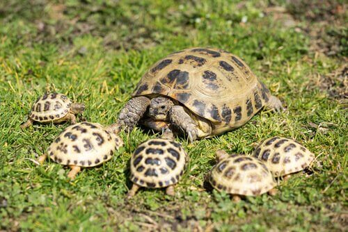 tartaruga-russa com filhotes