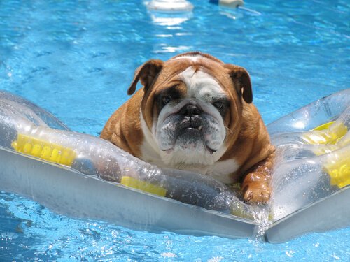 Cachorro em boia tomando banho de piscina