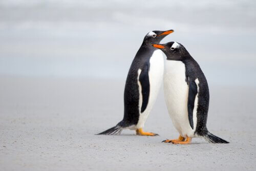 Casal de pinguim-gentoo