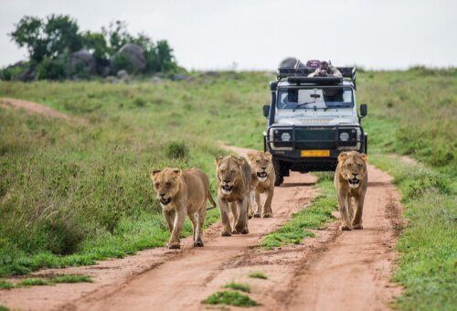 Leões e carro de safári na África