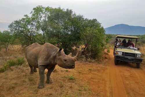 Rinoceronte durante um safári