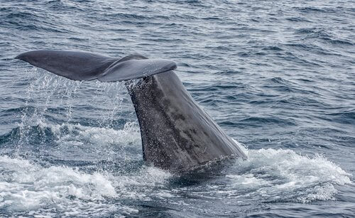 proteção de baleias
