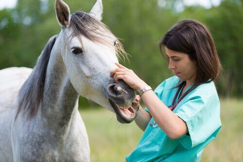 Veterinária examinando boca de um cavalo