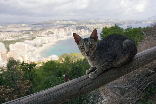 Seu gato tem medo de altura?