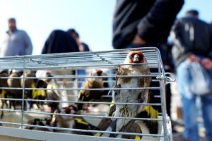 O que é silvestrismo e por que se quer proibi-lo?