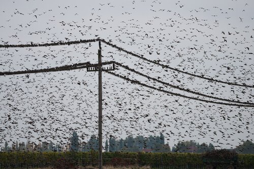 sol-negro dos estorninhos