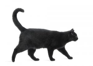 Superstições sobre gatos