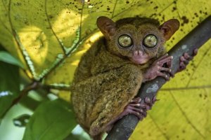 Os 5 animais mais peculiares do mundo