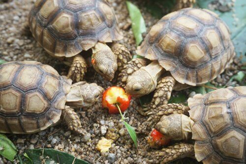 Tartarugas comendo maçã