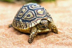Dicas para ter uma tartaruga de estimação