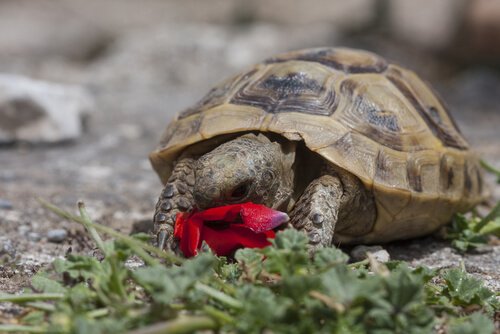 Tartaruga comendo flor