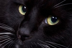 Tudo sobre a terceira pálpebra dos gatos