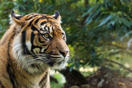 A fauna de Sumatra
