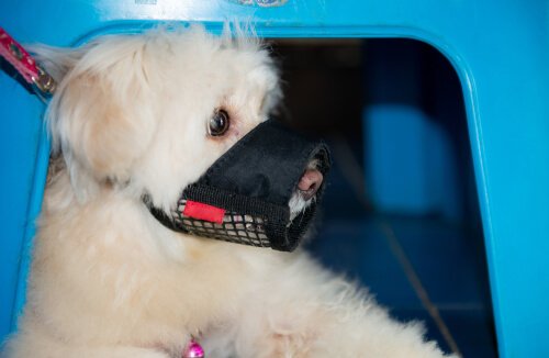 focinheira pra cães