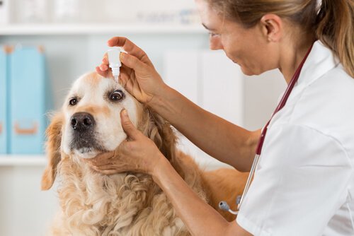 Veterinária colocando colírio nos olhos de um cachorro