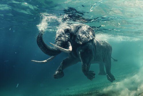 Tromba do elefante: um snorkel natural