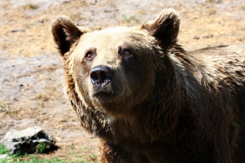 Urso de Gobi