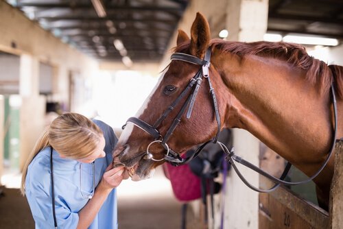 Veterinária examinando um cavalo