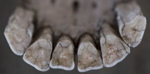 Um veterinário de cavalos de 3000 anos atrás