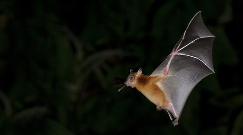 o voo do morcego: quase na vertical