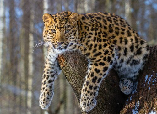 Leopardo de Amur