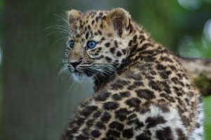 Zoológico planeja reintroduzir felinos ameaçados