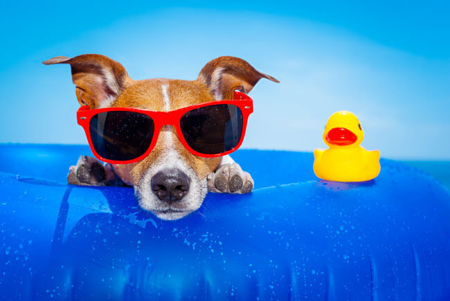 Principais cuidados com os pets no verão