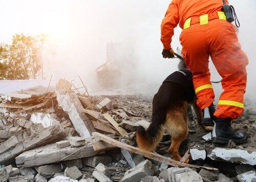 Cães de resgate