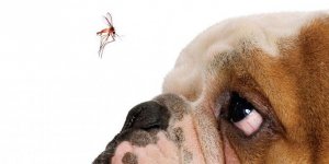 Aedes aegypti e Culex transmitem doença letal em cães e gatos