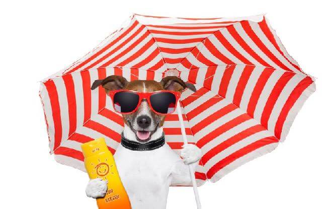 Cachorro com guarda-sol e protetor solar