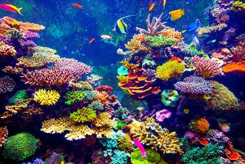 Recifes de coral abrigam grande diversidade