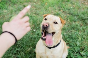 Programas de educação canina sob suspeita