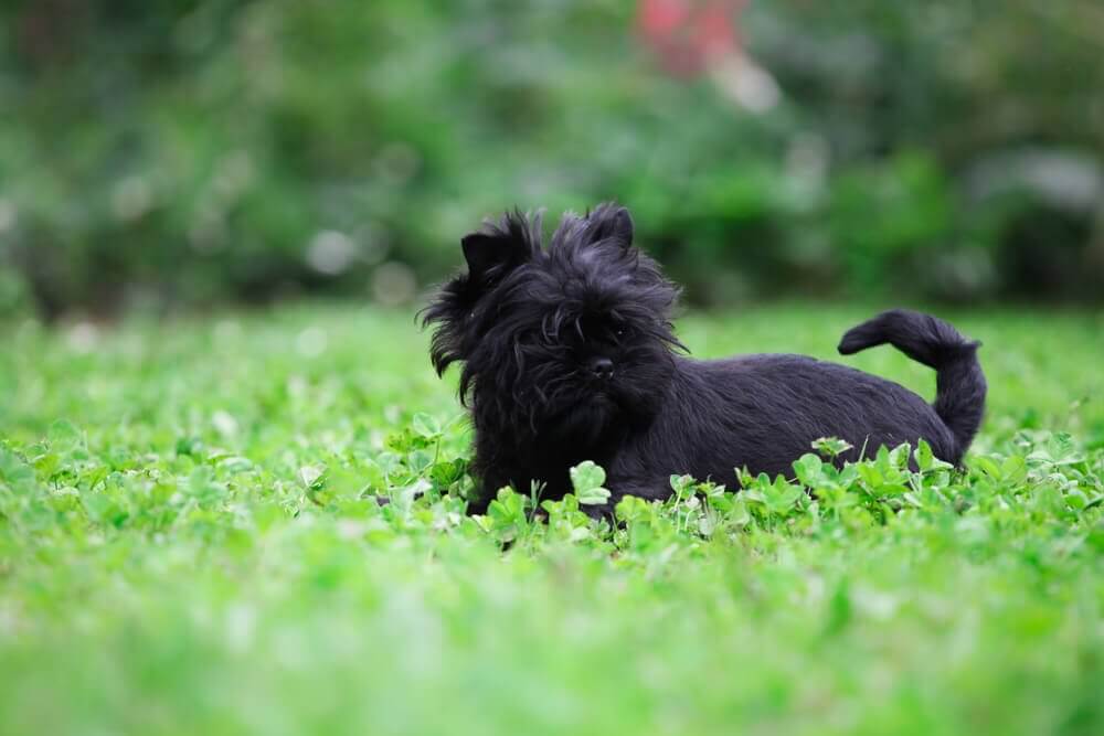 affenpinscher no jardim