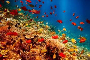 8 animais marinhos mais estranhos do mundo