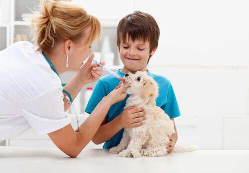 veterinária medicando filhote de cachorro
