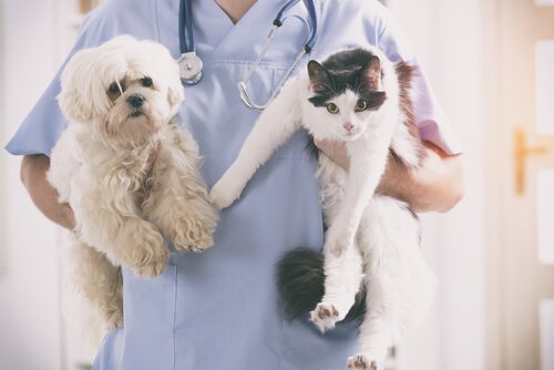 cão e gato no veterinário