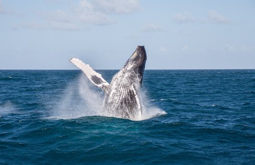 Baleia saltando
