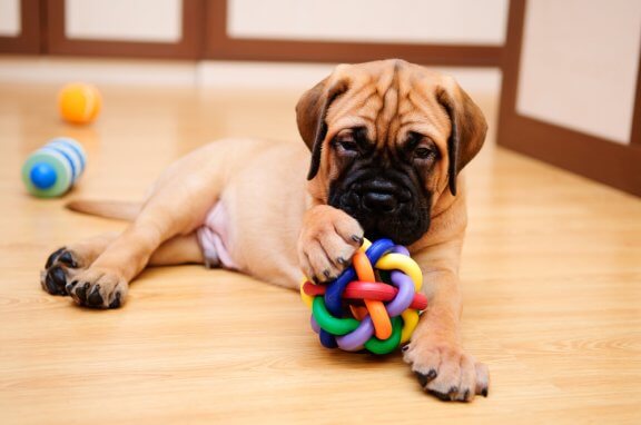 Brincadeiras para fazer em casa com o seu cão