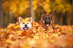 Perigos para os cachorros no outono: aprenda a prevenir!