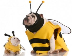 Escolher uma fantasia para o seu cão, algumas dicas!