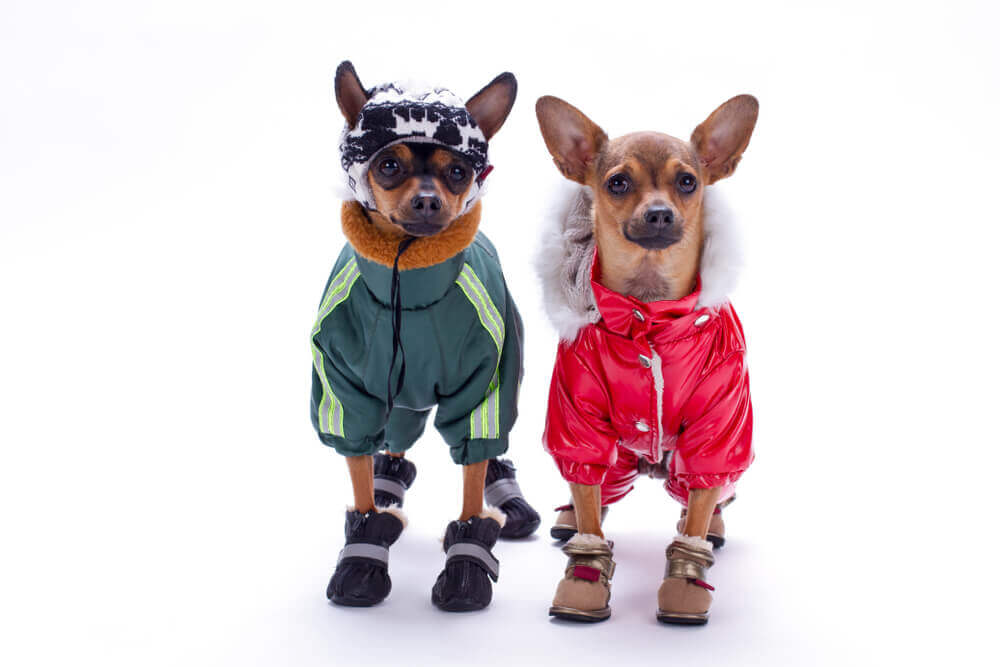 cães com roupas de frio